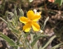 Senna roemeriana image