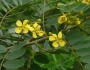 Senna siamea image