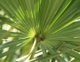 Serenoa repens image