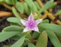Sesuvium portulacastrum image