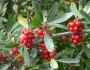 Shepherdia argentea image