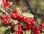 Shepherdia canadensis image
