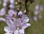 Sidalcea campestris image
