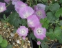 Sidalcea malviflora image