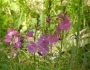 Sidalcea neomexicana image