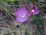 Sidalcea oregana image