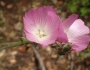 Sidalcea sparsifolia image