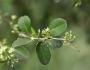 Sideroxylon celastrinum image