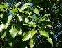 Sideroxylon foetidissimum image