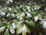 Sideroxylon lanuginosum image