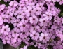 Silene acaulis image