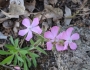 Silene caroliniana image