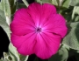 Silene coronaria image