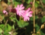 Silene dioica image