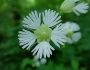 Silene stellata image