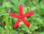 Silene virginica image
