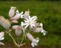 Silene vulgaris image