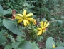 Silphium asteriscus image