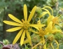Silphium asteriscus var. trifoliatum image