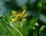 Silphium compositum image