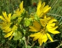 Silphium integrifolium image