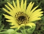 Silphium laciniatum image