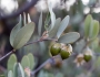 Simmondsia chinensis image