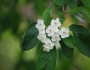 Malus fusca image