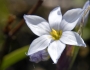 Sisyrinchium albidum image