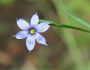 Sisyrinchium angustifolium image