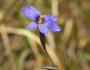 Sisyrinchium atlanticum image