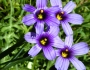 Sisyrinchium bellum image