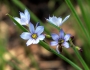 Sisyrinchium campestre image
