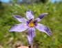 Sisyrinchium idahoense image