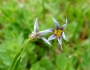 Sisyrinchium rosulatum image