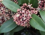 Skimmia japonica image