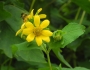 Smallanthus uvedalia image