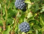 Smilax herbacea image