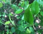 Smilax laurifolia image