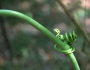 Smilax maritima image