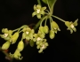 Smilax rotundifolia image