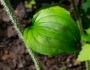 Smilax tamnoides image