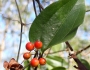Smilax walteri image