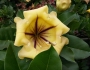 Solandra maxima image