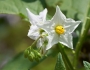 Solanum carolinense image
