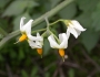 Solanum douglasii image