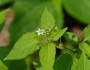Solanum nigrum image