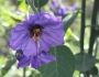 Solanum umbelliferum image