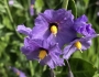 Solanum xanti image