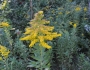 Solidago altissima image